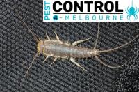 Silverfish Control Melbourne image 4